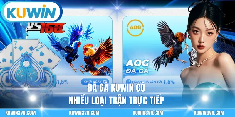 Đá gà Kuwin có nhiều loại trận trực tiếp